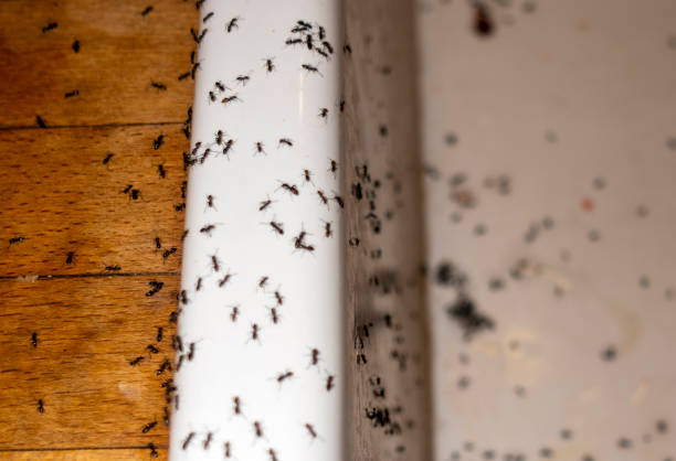 Best Best Pest Control Companies  in Roanoke, TX